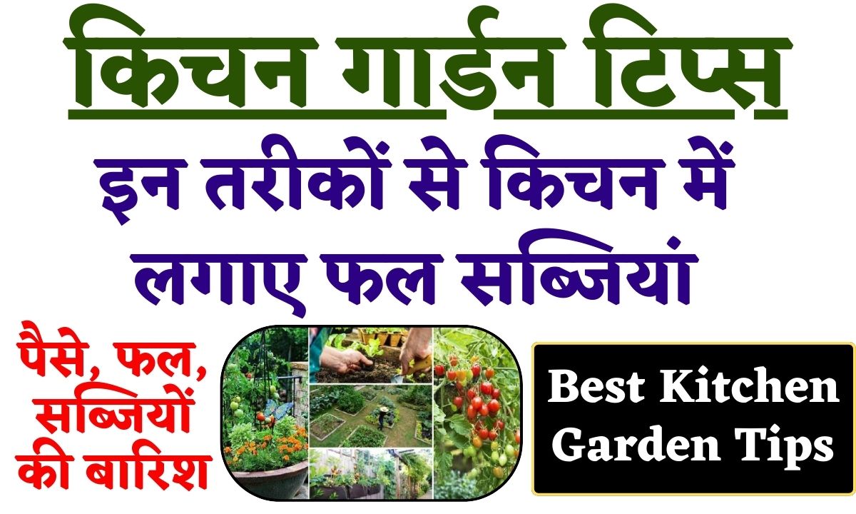 Best Kitchen Garden Tips: इन तरीकों से किचन में लगाए फल सब्जियां, पैसे के साथ सेहत का फायदा